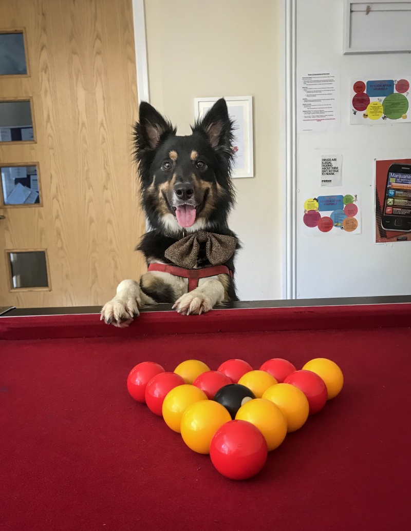 SIMBA - Playing with kids (children in care), waking them up for school, making them smile, shooting pool with them and and lots of dogmin